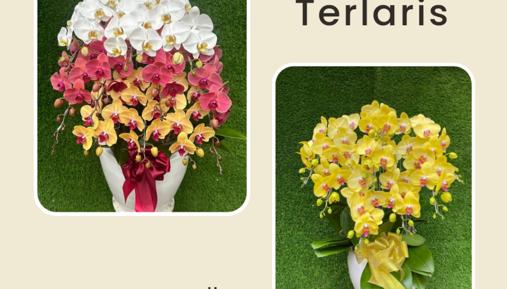 JUAL ANGGREK BULAN TERDEKAT DARI MELAWAI JAKARTA SELATAN