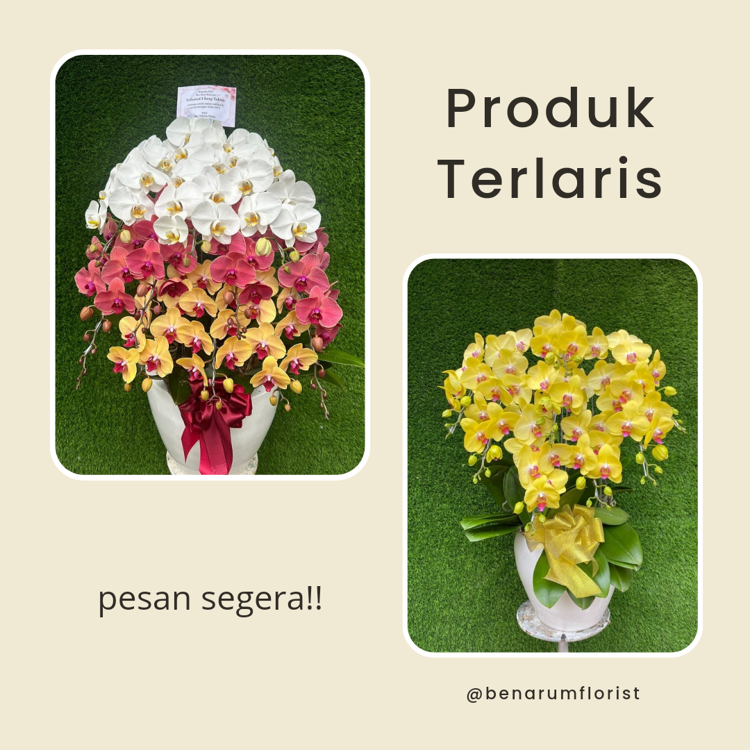 JUAL ANGGREK BULAN TERDEKAT DARI MELAWAI JAKARTA SELATAN
